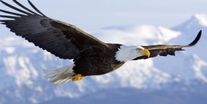 bald-eagle-wallpapers-flight-750x380